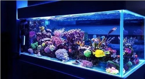 Large rectangular saltwater aquarium illuminated with blue lighting, featuring colourful coral formations, reef fish, and live rock arranged in a vibrant underwater display inside a modern glass tank.